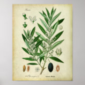 2 Botanische illustratie Poster (Voorkant)