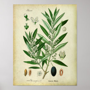 2 Botanische illustratie Poster
