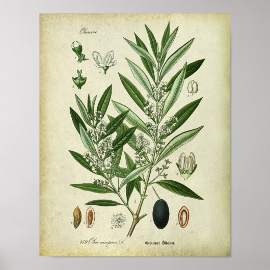 2 Botanische illustratie Poster (Voorkant)