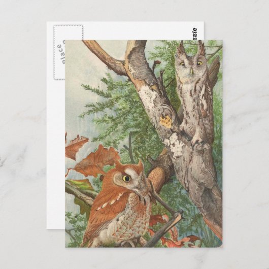 2 boze uilen in een boom briefkaart (Voorkant / Achterkant)
