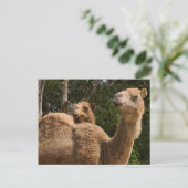 2 Briefkaart kamelen (Staand voorkant)