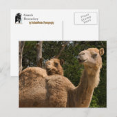 2 Briefkaart kamelen (Voorkant / Achterkant)