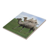 2 Camels die rondlopen in een veldvrije dieren Kun Tegeltje (Zijkant)