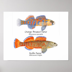 2 donkerPoster Poster