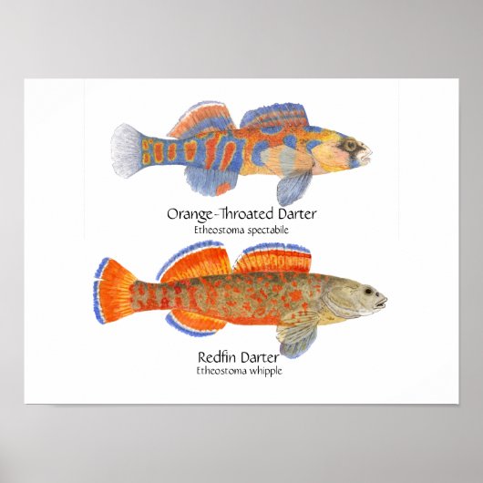 2 donkerPoster Poster (Voorkant)