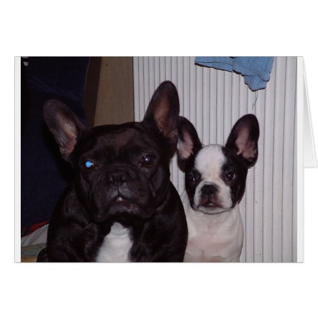 2 Franse bulldogs.png (Voorkant Horizontaal)