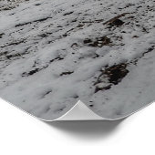 2 Friendly Ranch Horses, Dun, Palomino Paint Photo Poster (Hoek)