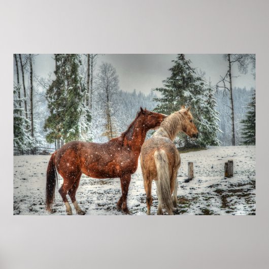 2 Friendly Ranch Horses, Dun, Palomino Paint Photo Poster (Voorkant)