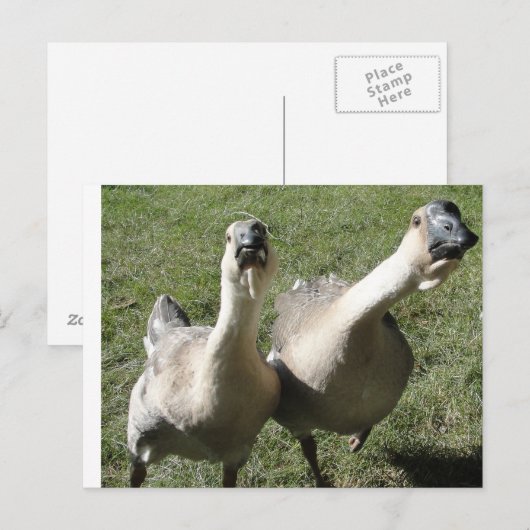 2 ganzen een eerbetoon briefkaart (Voorkant / Achterkant)