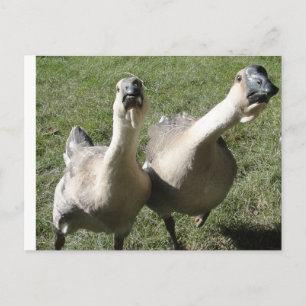 2 ganzen een eerbetoon briefkaart