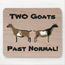 2 Geiten zijn normaal gesproken! - Nigerian Dwarf 