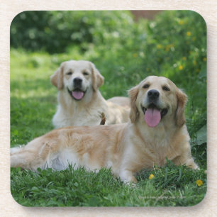 2 Golden Retrievers Laying in Grass Bier Onderzetter