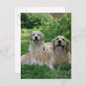 2 Golden Retrievers Laying in Grass Briefkaart (Voorkant / Achterkant)