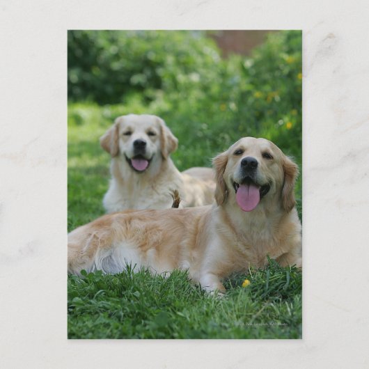 2 Golden Retrievers Laying in Grass Briefkaart (Voorkant)