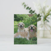 2 Golden Retrievers Laying in Grass Briefkaart (Staand voorkant)