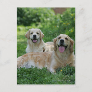 2 Golden Retrievers Laying in Grass Briefkaart