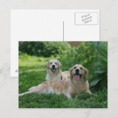 2 Golden Retrievers Laying in Grass Briefkaart (Voorkant / Achterkant)