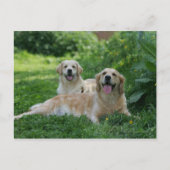 2 Golden Retrievers Laying in Grass Briefkaart (Voorkant)