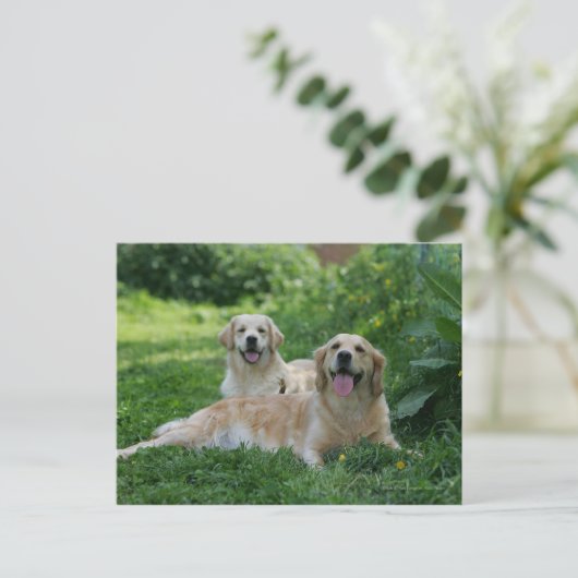 2 Golden Retrievers Laying in Grass Briefkaart (Staand voorkant)