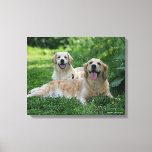 2 Golden Retrievers Laying in Grass Canvas Afdruk (Voorkant)