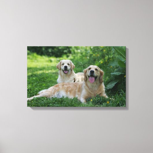 2 Golden Retrievers Laying in Grass Canvas Afdruk (Voorkant)