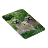 2 Golden Retrievers Laying in Grass Magneet (Rechterzijde)