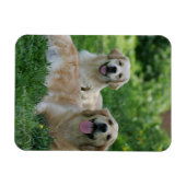 2 Golden Retrievers Laying in Grass Magneet (Horizontaal)
