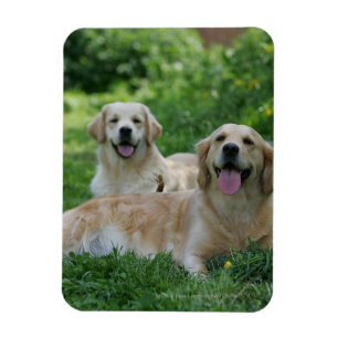 2 Golden Retrievers Laying in Grass Magneet