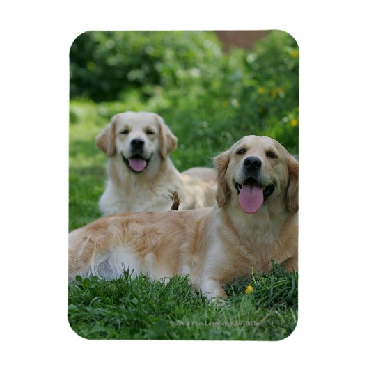 2 Golden Retrievers Laying in Grass Magneet (Verticaal)