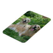 2 Golden Retrievers Laying in Grass Magneet (Linkerzijde)