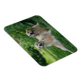 2 Golden Retrievers Laying in Grass Magneet (Rechterzijde)