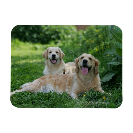 2 Golden Retrievers Laying in Grass Magneet (Horizontaal)