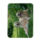 2 Golden Retrievers Laying in Grass Magneet (Verticaal)