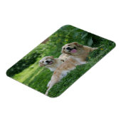 2 Golden Retrievers Laying in Grass Magneet (Linkerzijde)