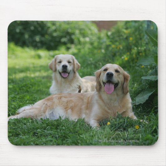 2 Golden Retrievers Laying in Grass Muismat (Voorkant)