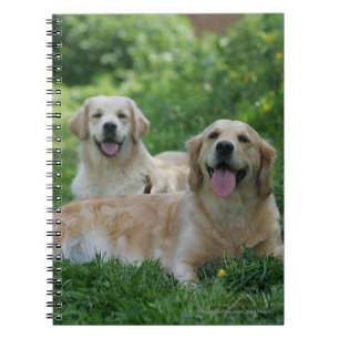 2 Golden Retrievers Laying in Grass Notitieboek