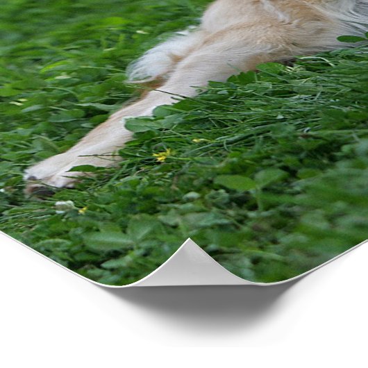 2 Golden Retrievers Laying in Grass Poster (Hoek)