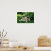 2 Golden Retrievers Laying in Grass Poster (Keuken)