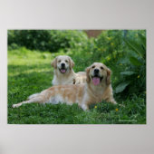 2 Golden Retrievers Laying in Grass Poster (Voorkant)