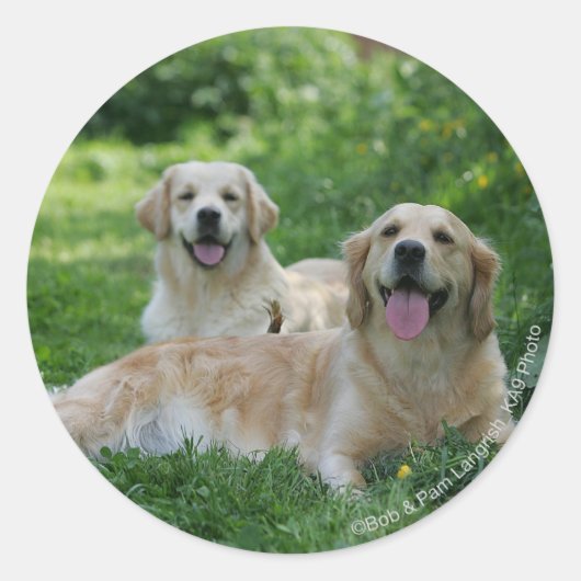 2 Golden Retrievers Laying in Grass Ronde Sticker (Voorkant)