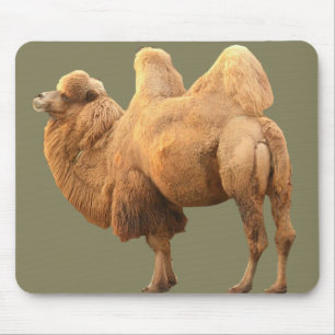 2 HUMP CAMEL MUISMAT