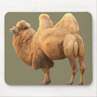 2 HUMP CAMEL MUISMAT