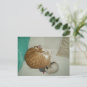 2 Katten en een muis Briefkaart (Staand voorkant)