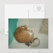 2 Katten en een muis Briefkaart (Voorkant / Achterkant)