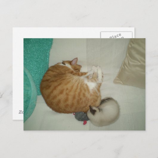2 Katten en een muis Briefkaart (Voorkant / Achterkant)