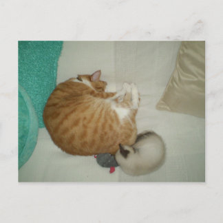 2 Katten en een muis Briefkaart