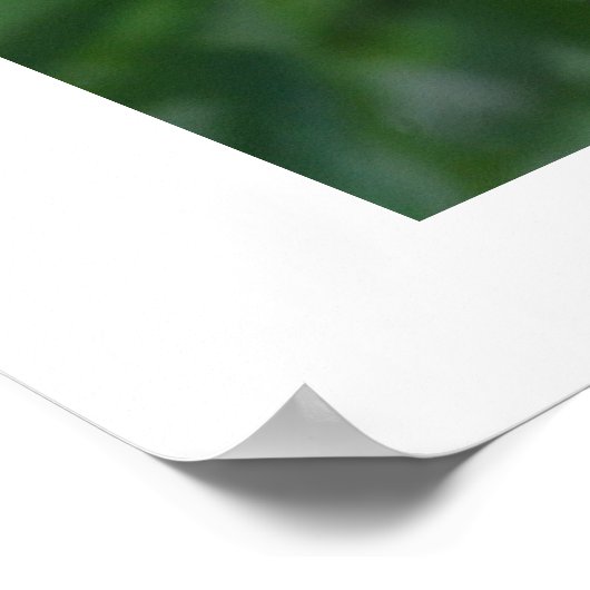 2 kleine lubelvogels poster (Hoek)