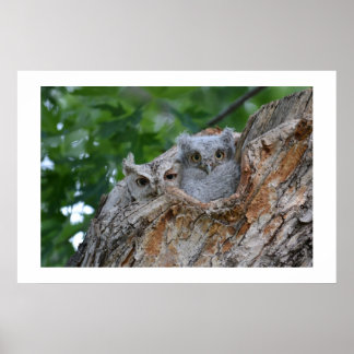 2 kleine lubelvogels poster