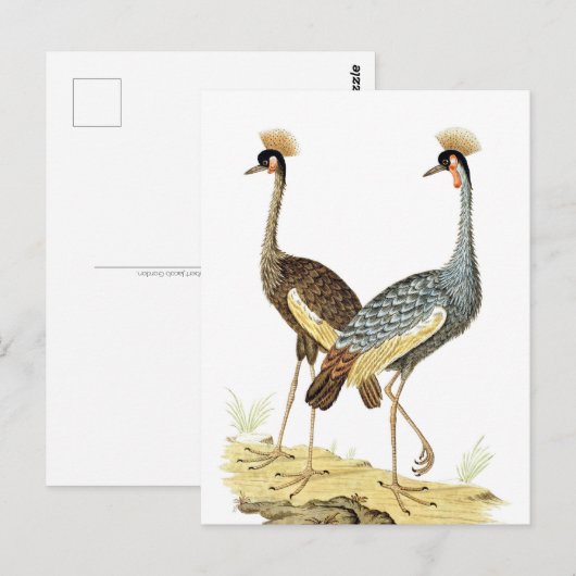 2  kraanvogel Briefkaart (Voorkant / Achterkant)