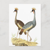 2  kraanvogel Briefkaart (Voorkant)